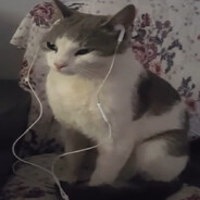 ich bin meow avatar