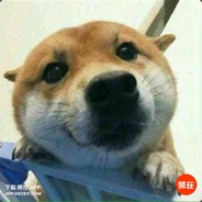 看清段位再进别找骂