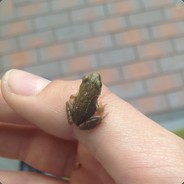 FrogJ