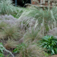 Grasses
