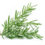 Rosemary