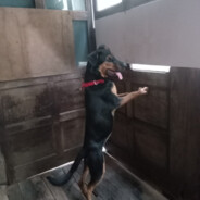 Rottweiler da SHOPEE