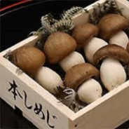 KiNoKo