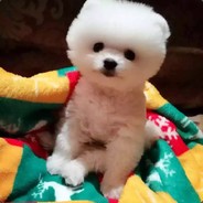 Kenny就是啃泥啊