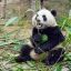 PandaBoy Q