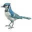 LocalBlueJay