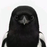 Mr. Magpie