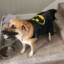 BAT DOG