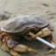 Crab Bucky