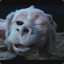 Falkor