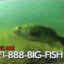1-888-BIG-FISH