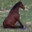 caballo homosexual