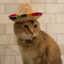 Sombrero cat