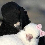 Pigeon<3