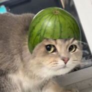 时代动物团马嘉琪