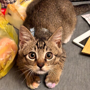 猫的名字丑哭了