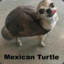 HTD Turtle