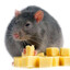big rat that likes cheese