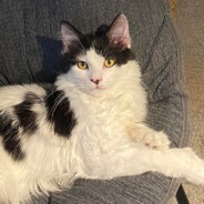 MoronPark-巨大历史机遇