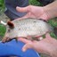 Pigfish