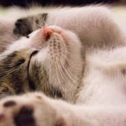 八宝标包奔北抛