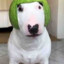 waltermelon