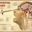 Lobotomized Human