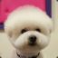 Bichon0322