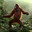 MACACO