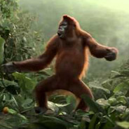 MACACO