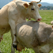 Moozyn