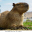 Juan Emanuel Capybara