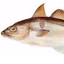Hyseatrician