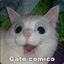 Gato comico