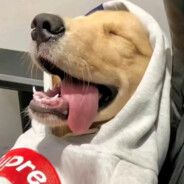 队友3匹马想赢舔几把