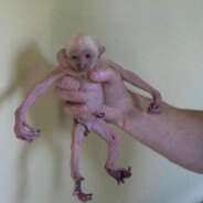 Абезяна Анархист