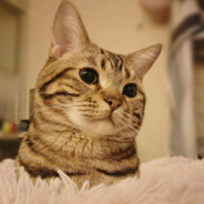 美元你又扒拉我