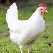 pinga de gallina