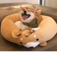 干饭就要干大碗