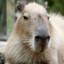 CapybarachkaSS