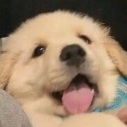 纯情男大不会梦到御姐