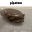 pipotam