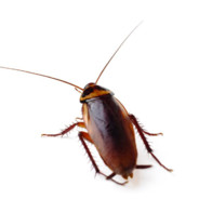 关上了头像。抓住了夏