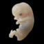 EMBRYO