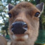 Stag™
