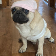 Мне пох я мопс