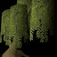 draynor village willow tree