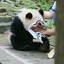 大杨哥带你飞