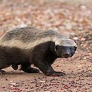 honeybadger