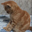 shn7oot
